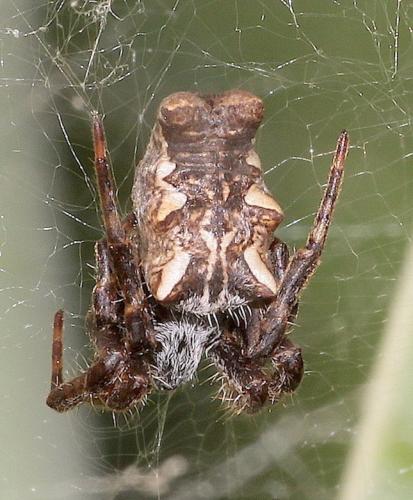 Cyrtophora citricola